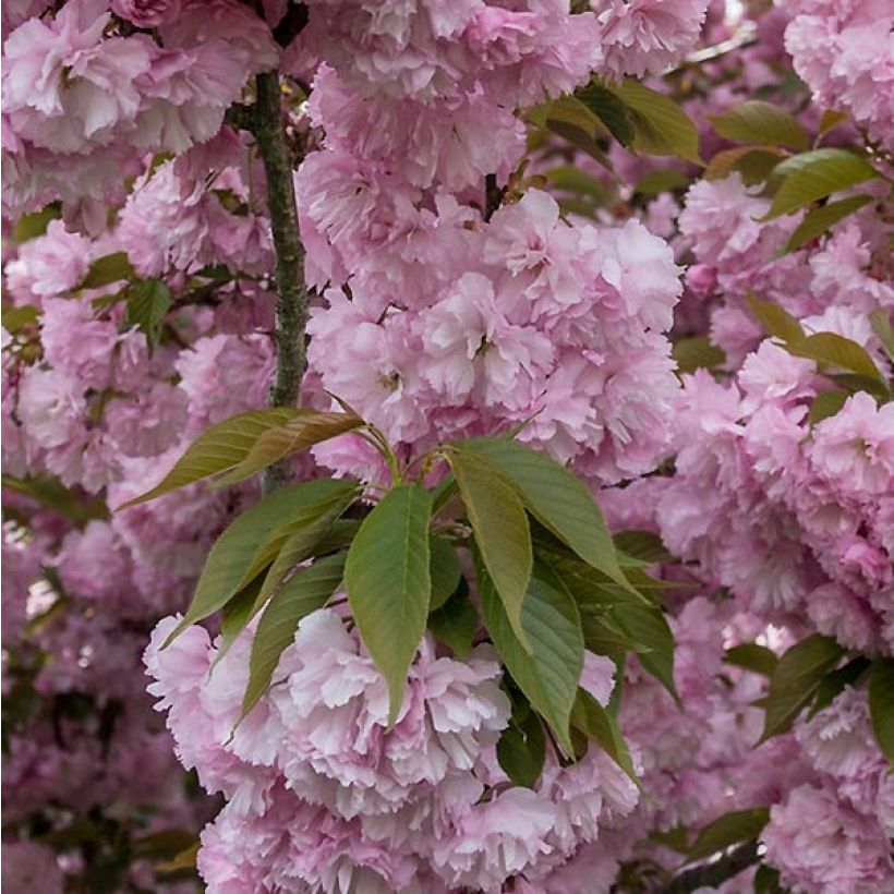 Zierkirsche Pink Perfection - Prunus serrulata (Foliage)