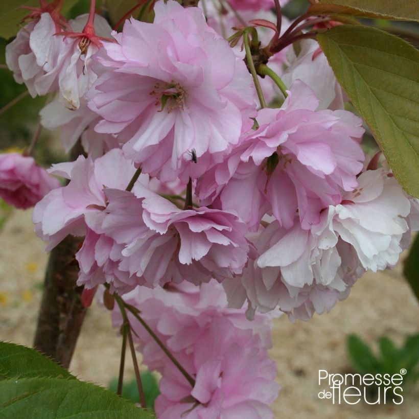 Zierkirsche Pink Perfection - Prunus serrulata (Flowering)