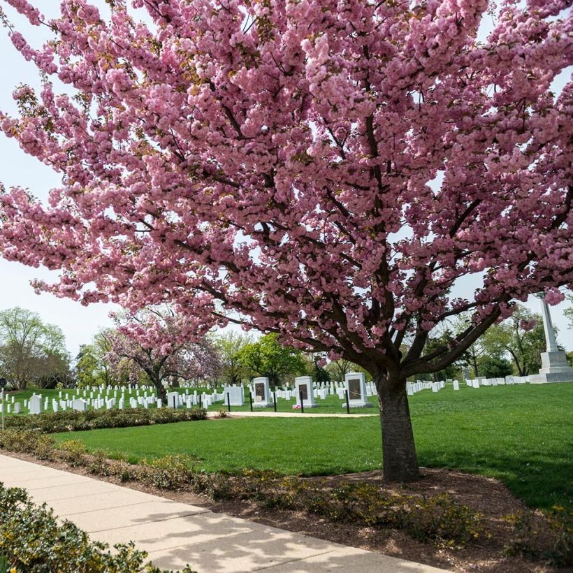 Zierkirsche Pink Perfection - Prunus serrulata (Plant habit)
