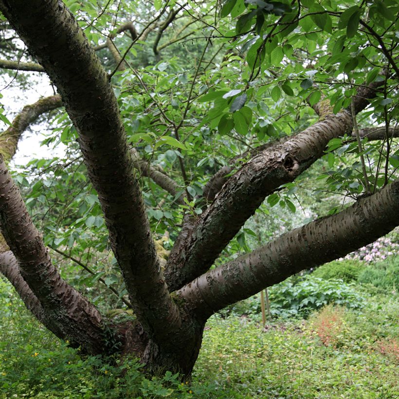 Zierkirsche Tai-haku - Prunus serrulata (Plant habit)
