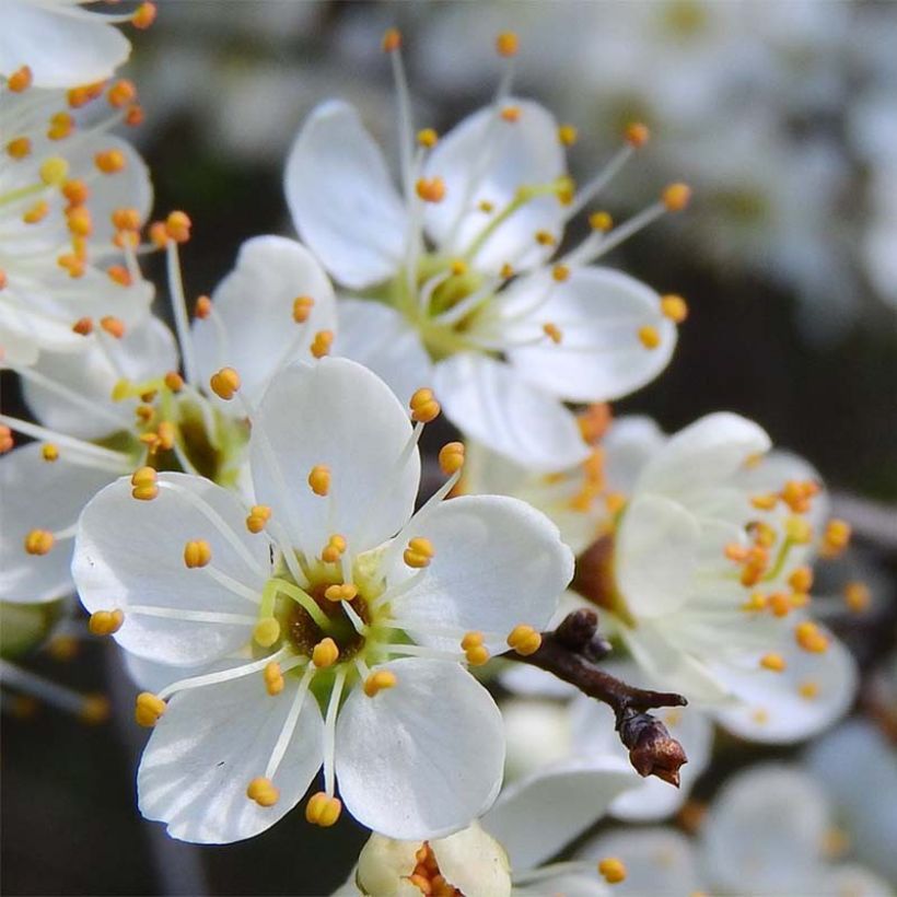 Schlehe - Prunus spinosa (Flowering)