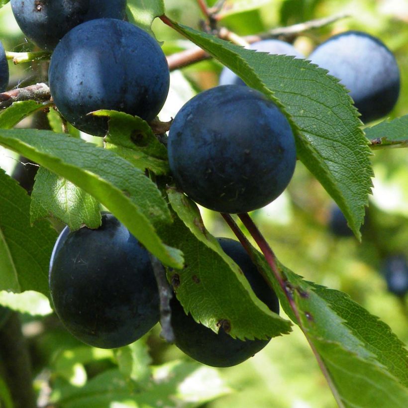 Schlehe - Prunus spinosa (Harvest)