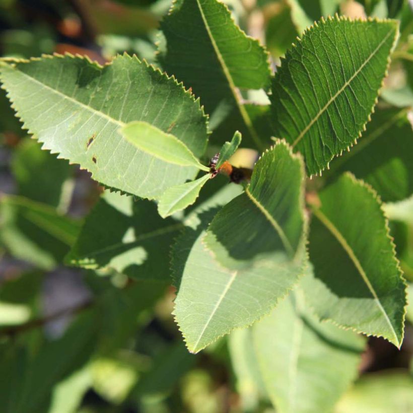 Zwergmandel Fire Hill - Prunus tenella (Foliage)