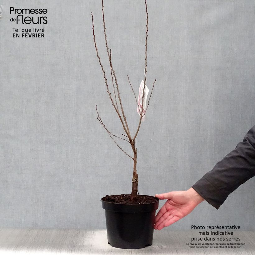 Exemplar von Zwergmandel Fire Hill - Prunus tenella Topf mit 3L/4L wie im Winter geliefert