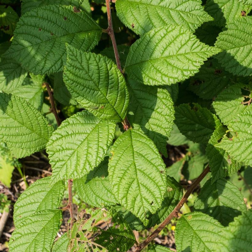 Flaum-Kirsche - Prunus tomentosa (Foliage)