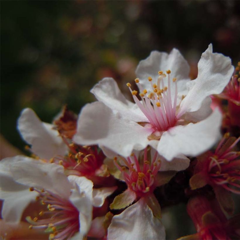 Flaum-Kirsche - Prunus tomentosa (Flowering)