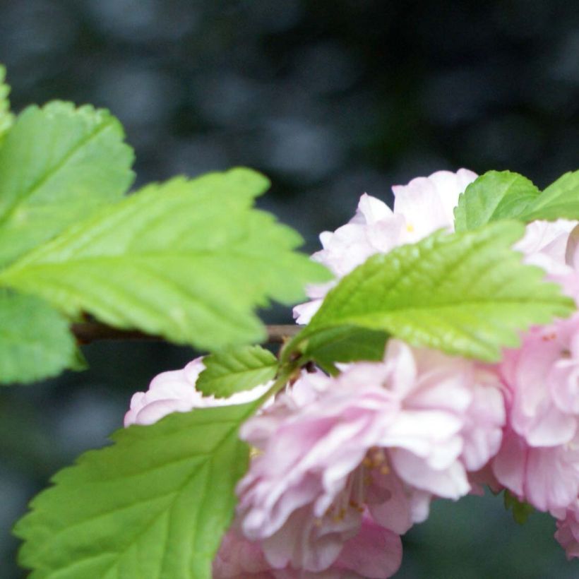 Mandelbäumchen - Prunus triloba (Foliage)