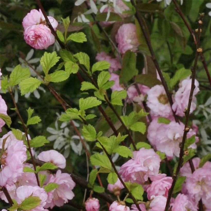 Mandelbäumchen Multiplex - Prunus triloba (Foliage)
