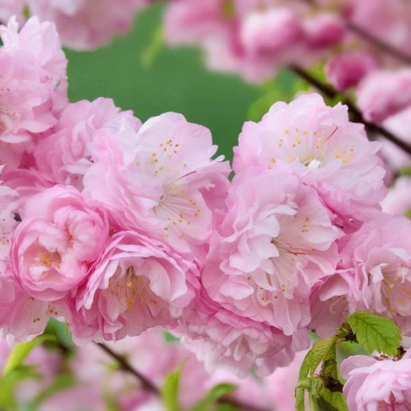 Mandelbäumchen Multiplex - Prunus triloba (Flowering)