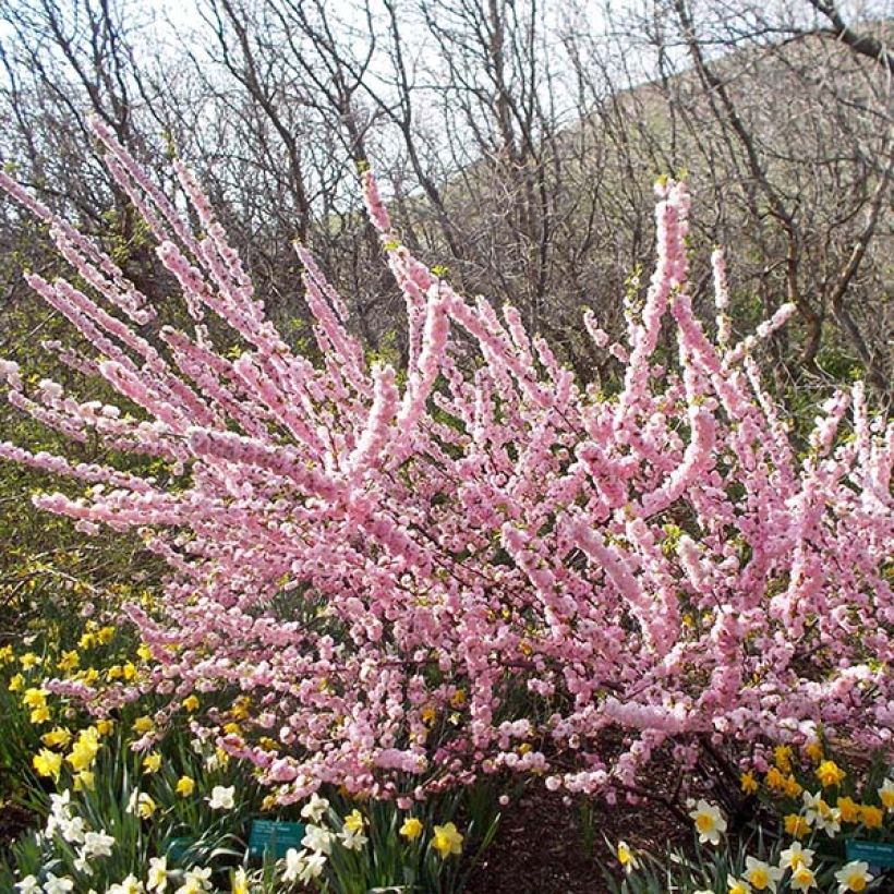Mandelbäumchen Multiplex - Prunus triloba (Plant habit)