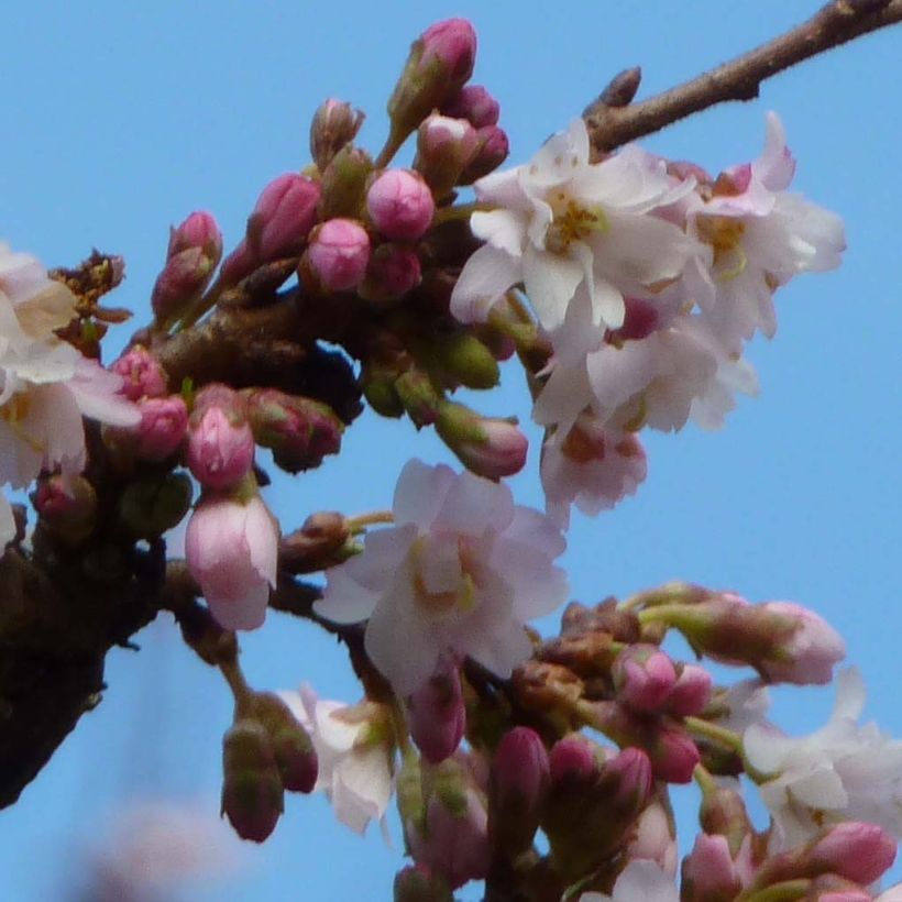 Zierkirsche Autumnalis Rosea - Prunus (Flowering)