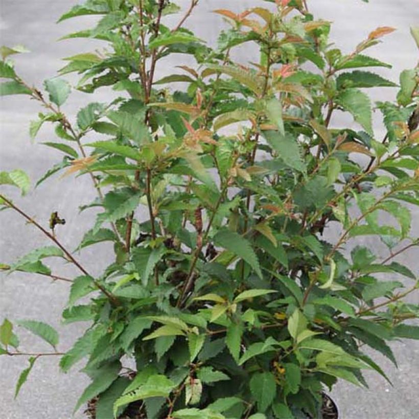 Zierkirsche Fukubana - Prunus subhirtella (Foliage)