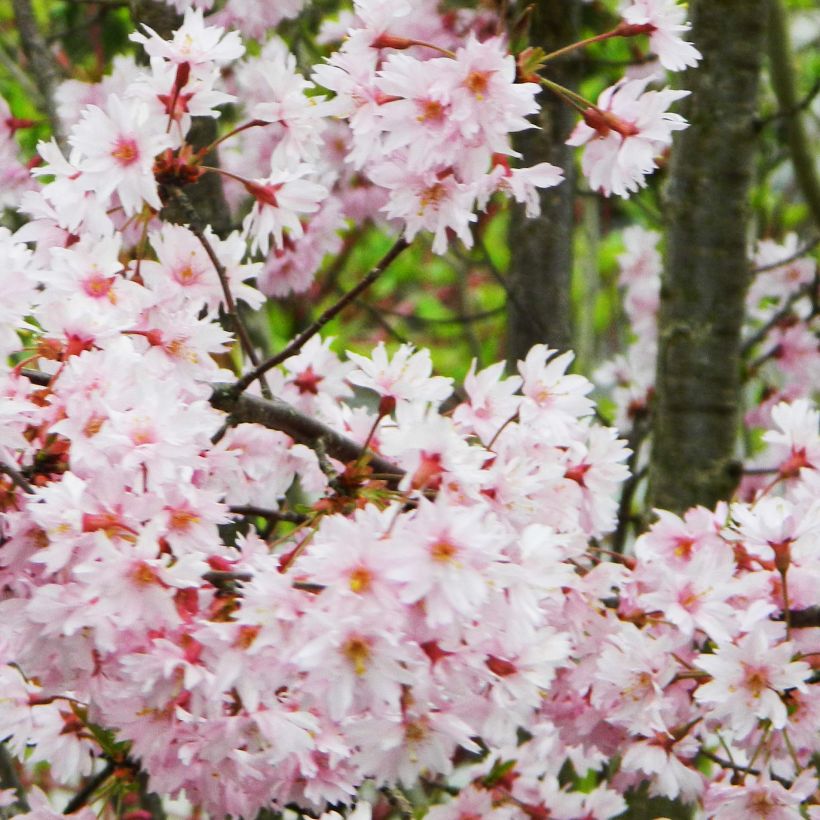 Zierkirsche Fukubana - Prunus subhirtella (Flowering)