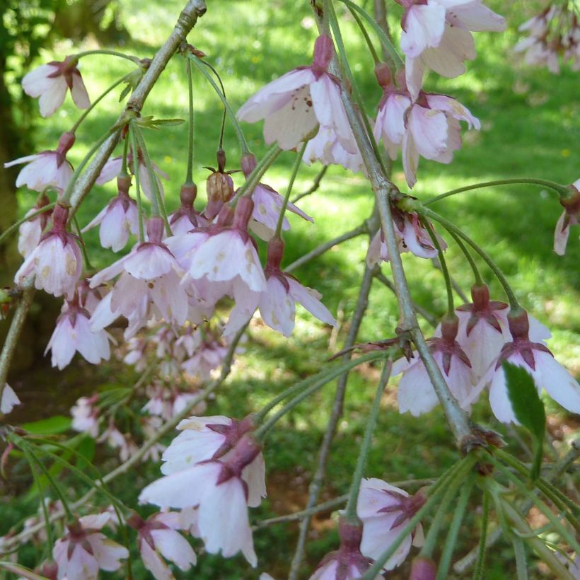 Zierkirsche Pendula Rubra - Prunus subhirtella (Flowering)