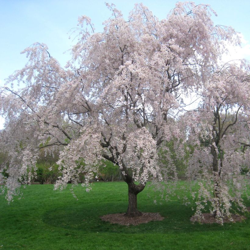 Zierkirsche Pendula Rubra - Prunus subhirtella (Plant habit)