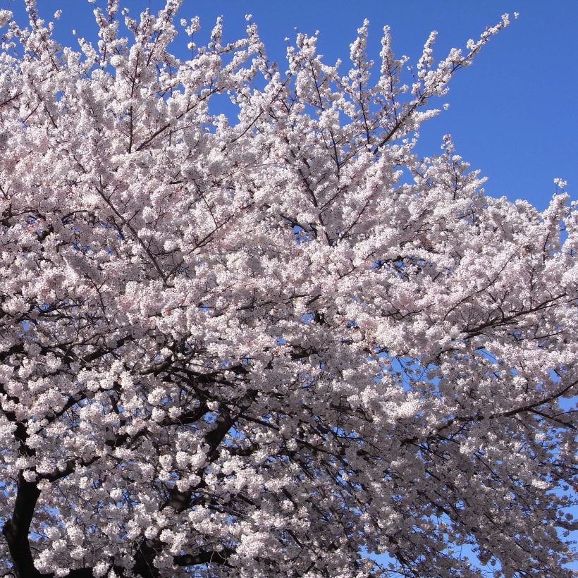 Yoshino-Kirsche - Prunus yedoensis (Flowering)