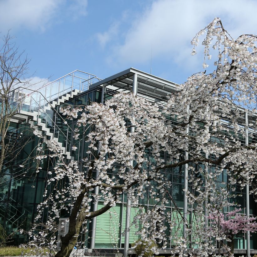 Yoshino-Kirsche Ivensii - Prunus yedoensis (Plant habit)