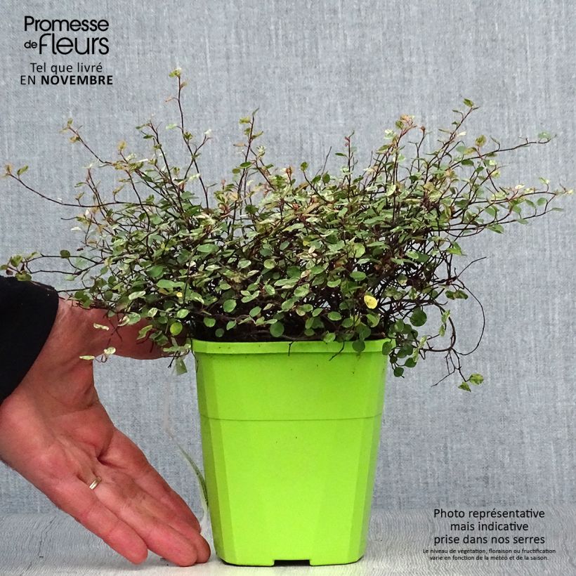 Example of Pseudanthus tasmanicus Radiance Topf mit 1,5L/2L as you get in automne