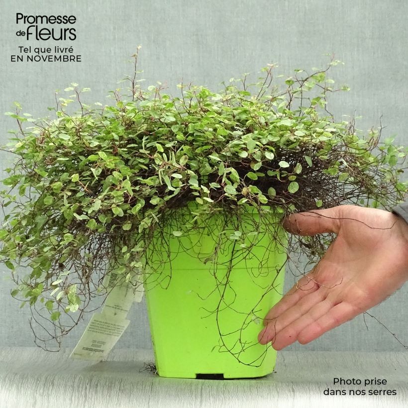 Example of Pseudanthus tasmanicus Radiance Topf mit 4L/5L as you get in automne