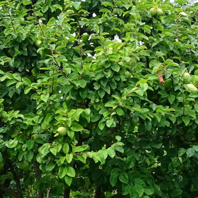 Pseudocydonia sinensis - Chinesische Quitte (Foliage)