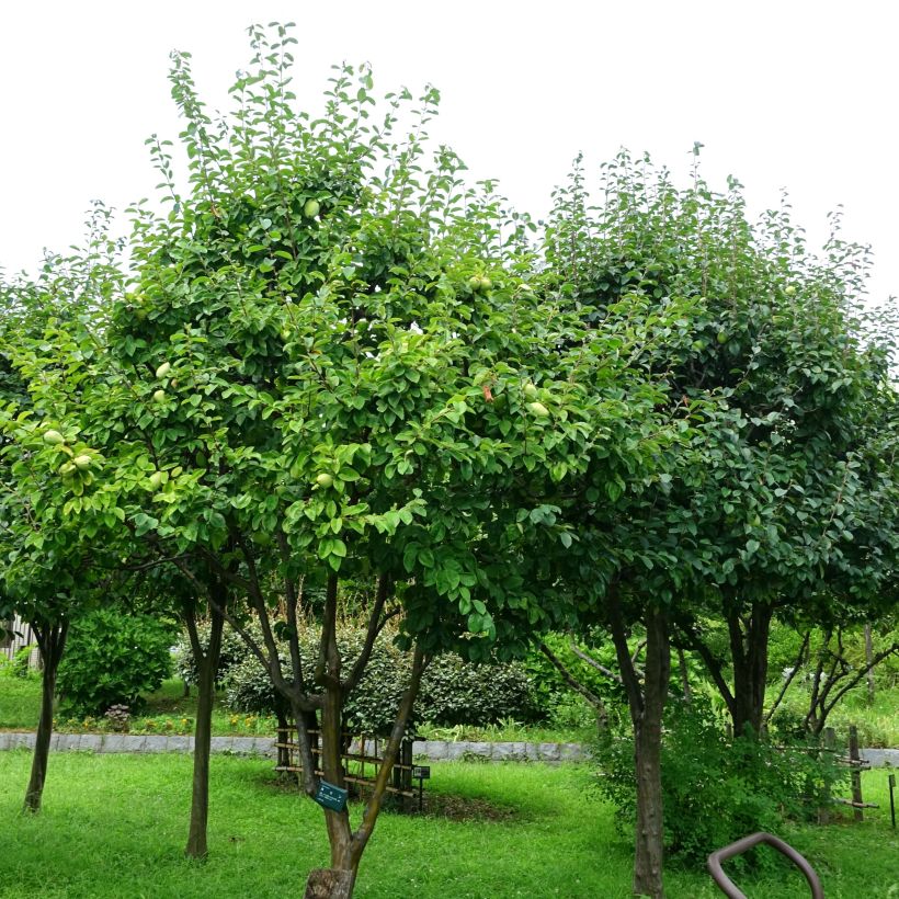 Pseudocydonia sinensis - Chinesische Quitte (Plant habit)