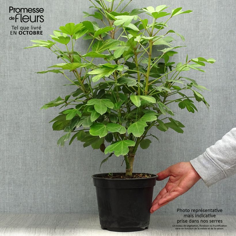 Example of Pseudopanax Gecko Gold Topf mit 3L/4L as you get in automne