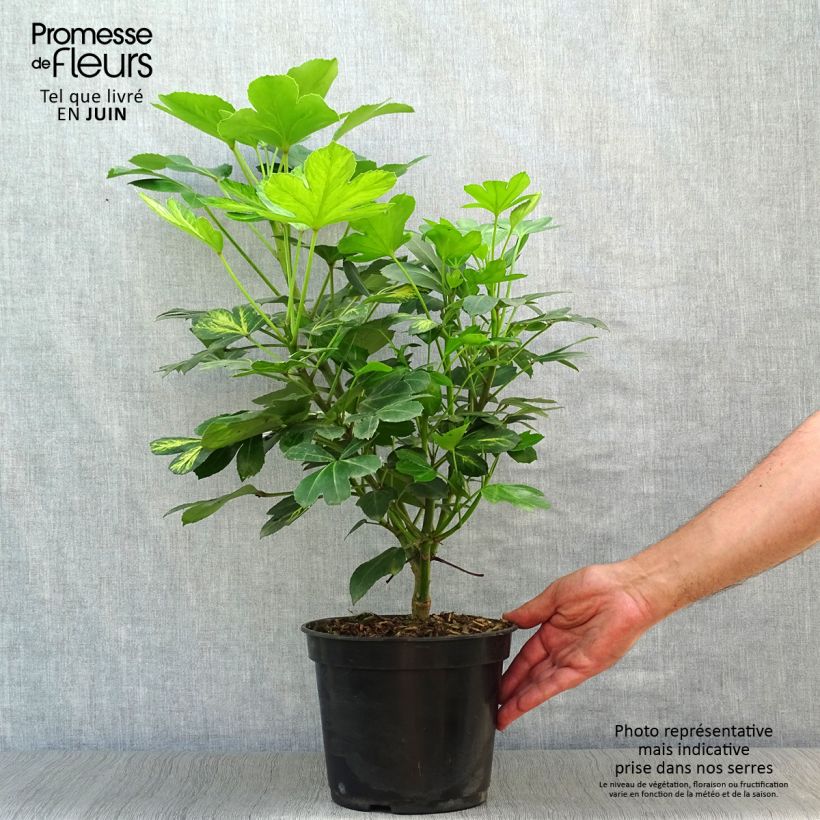 Exemplar von Pseudopanax Gecko Gold Topf mit 3L/4L wie im Sommer geliefert