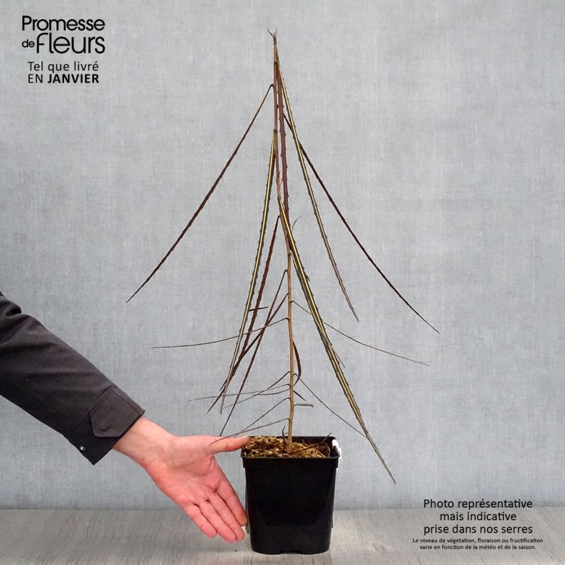 Exemplar von Pseudopanax crassifolium Topf mit 2L/3L wie im Winter geliefert