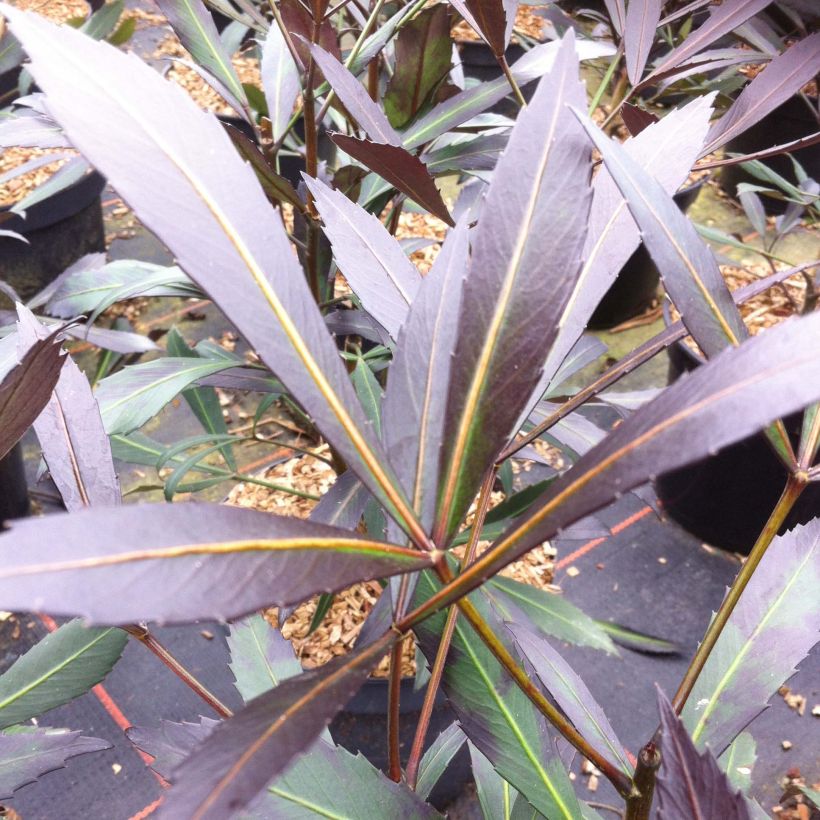 Pseudopanax Dark Star (Foliage)