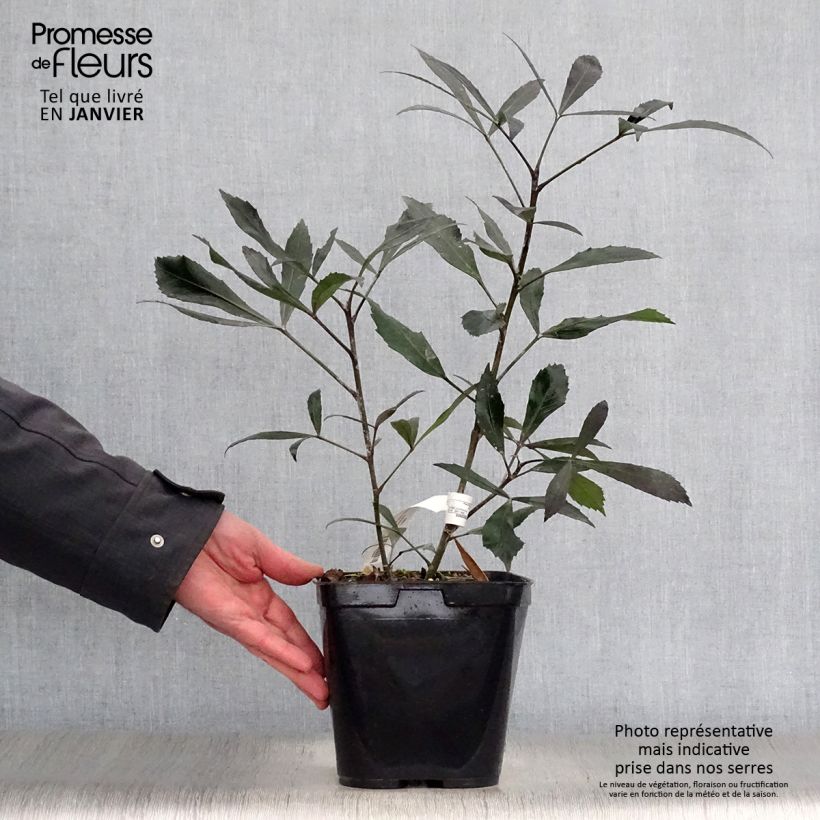 Exemplar von Pseudopanax Dark Star Topf mit 2L/3L wie im Winter geliefert