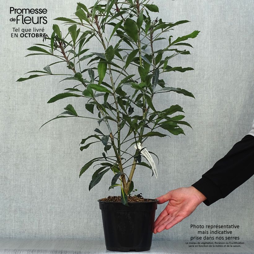 Example of Pseudopanax Dark Star Topf mit 2L/3L as you get in automne