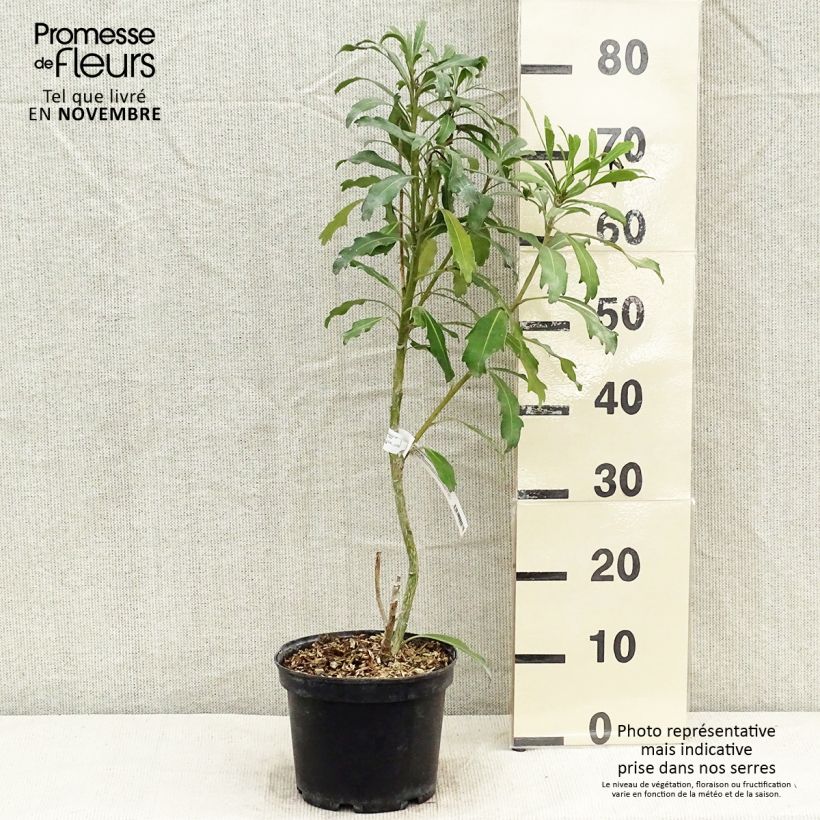 Example of Pseudopanax Goldfinger Topf mit 3L/4L as you get in automne