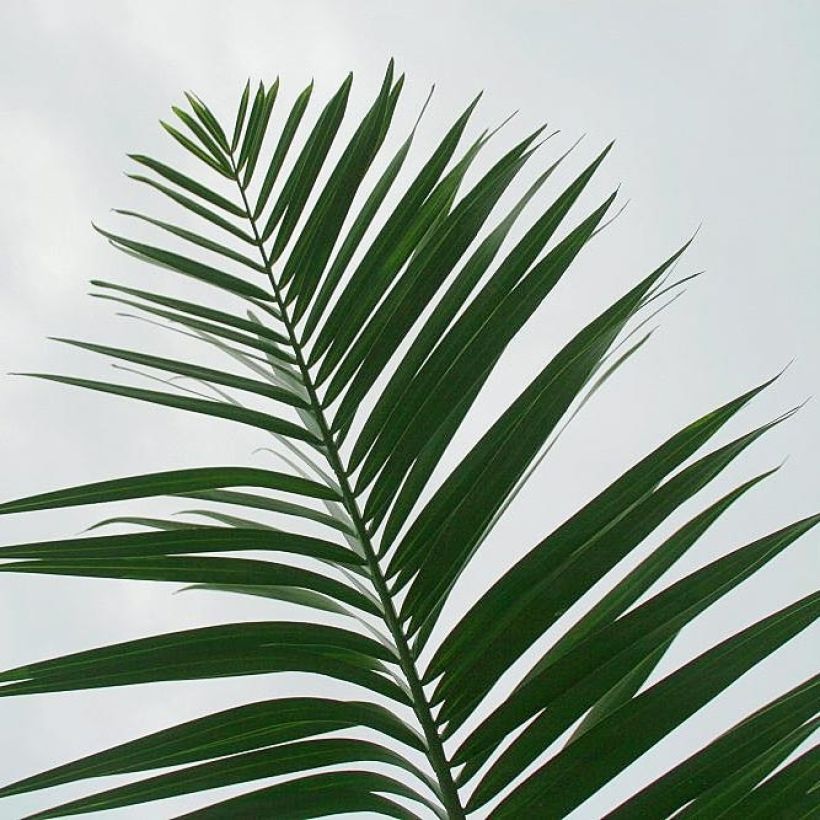 Pseudophoenix sargentii - Sargents Palmettopalme (Foliage)
