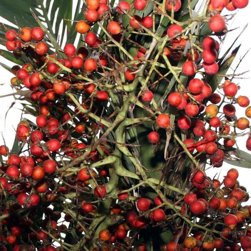 Pseudophoenix sargentii - Sargents Palmettopalme (Harvest)