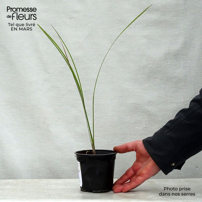 Example of Pseudophoenix sargentii - Sargents Palmettopalme Topf 12 cm / 13 cm as you get in printemps