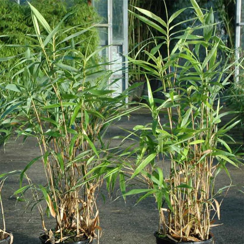 Pseudosasa japonica Tsutsumiana - Breitblattbambus (Foliage)