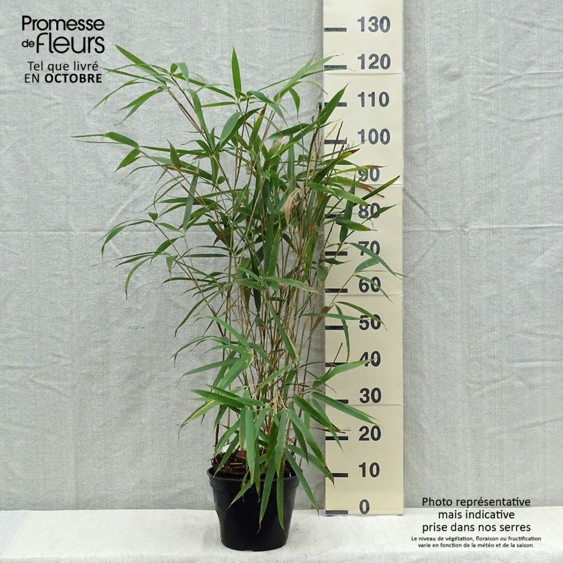 Example of Pseudosasa japonica Tsutsumiana - Breitblattbambus Topf mit 4L/5L as you get in automne