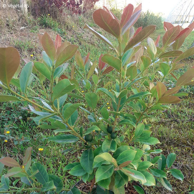 Erdbeer-Guave lucidum - Psidium cattleianum (Foliage)