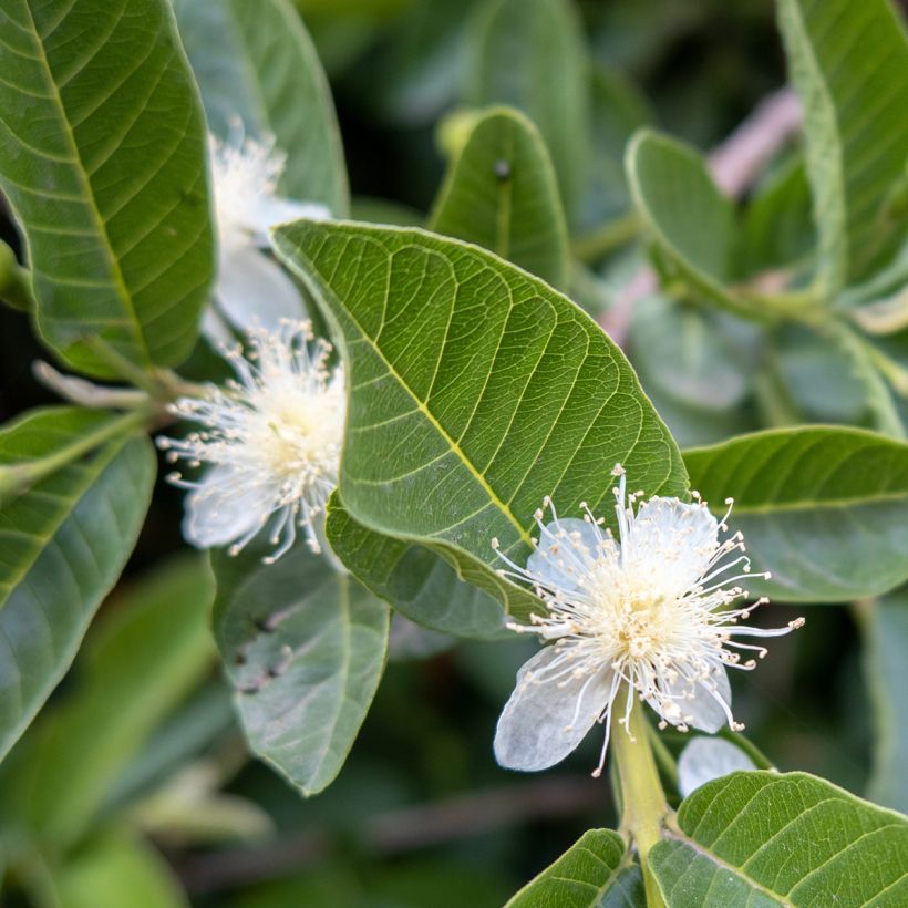 Echte Guave Limon - Psidium guajava (Flowering)