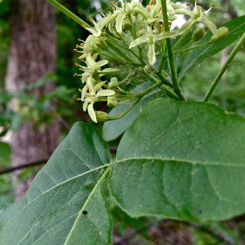 Ptelea trifoliata - Kleeulme (Foliage)
