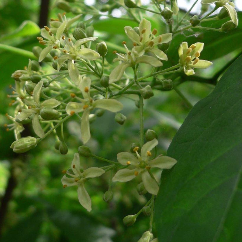 Ptelea trifoliata - Kleeulme (Flowering)