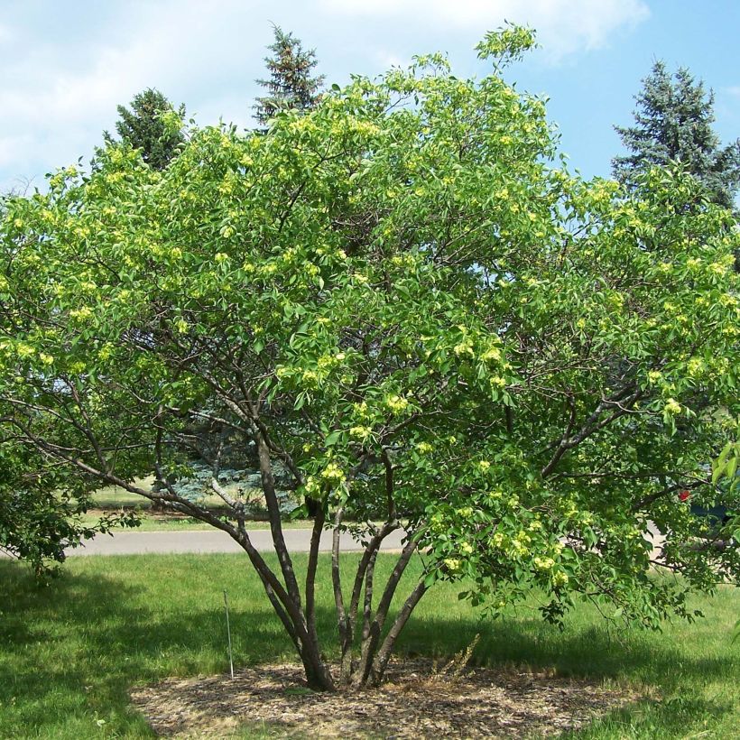 Ptelea trifoliata - Kleeulme (Plant habit)