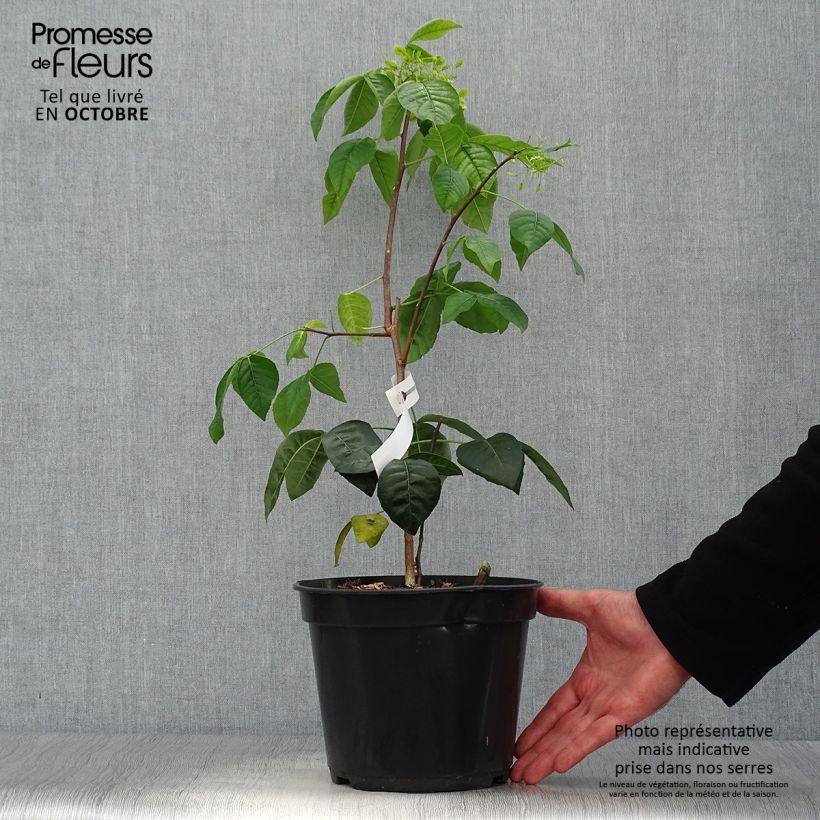 Example of Ptelea trifoliata Aurea - Kleeulme Topf mit 3L/4L as you get in automne