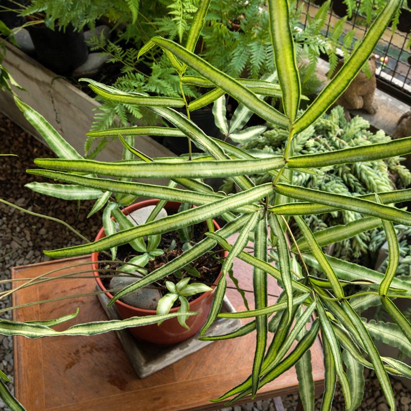 Pteris nipponica - Japanische Saumfarn (Plant habit)