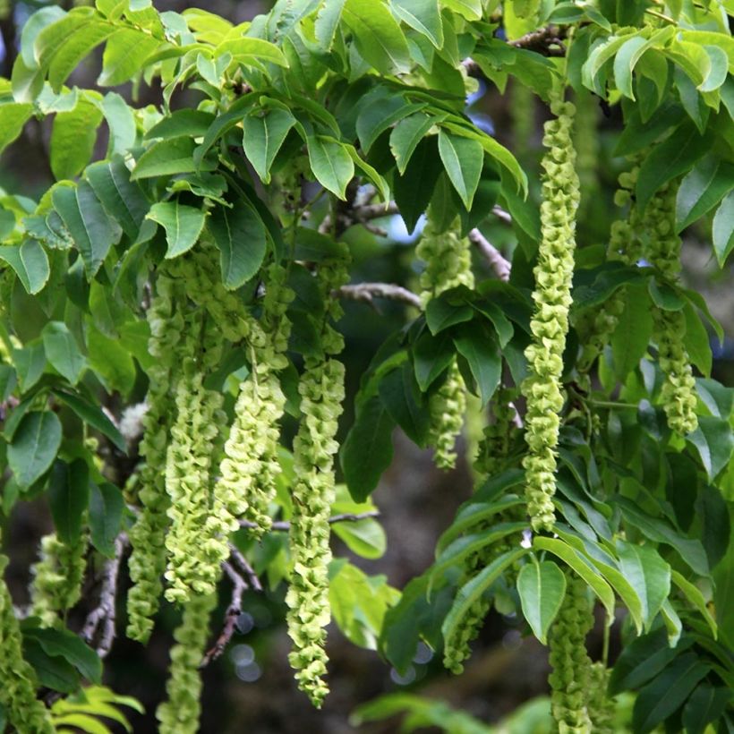 Kaukasische Flügelnuss - Pterocarya fraxinifolia (Ernte)