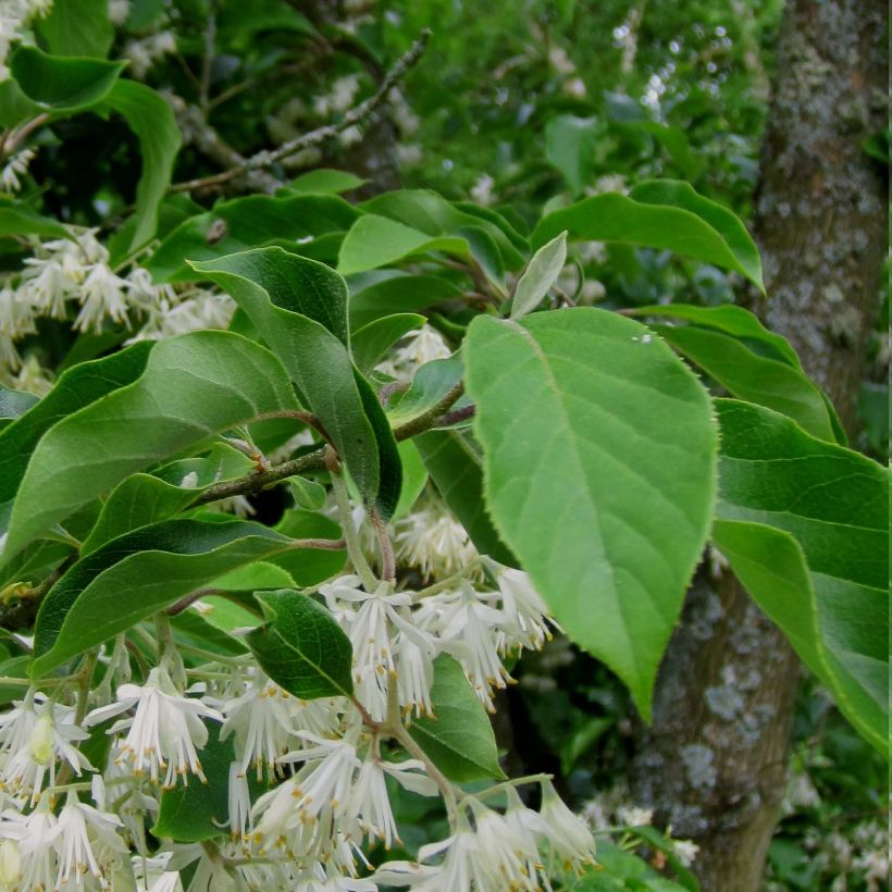 Pterostyrax corymbosa - Flügelstorax (Foliage)