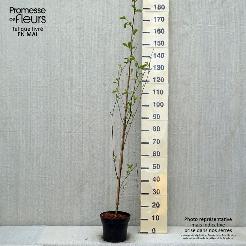Exemplar von Pterostyrax corymbosa - Flügelstorax Topf mit 3L/4L wie im Frühjahr geliefert