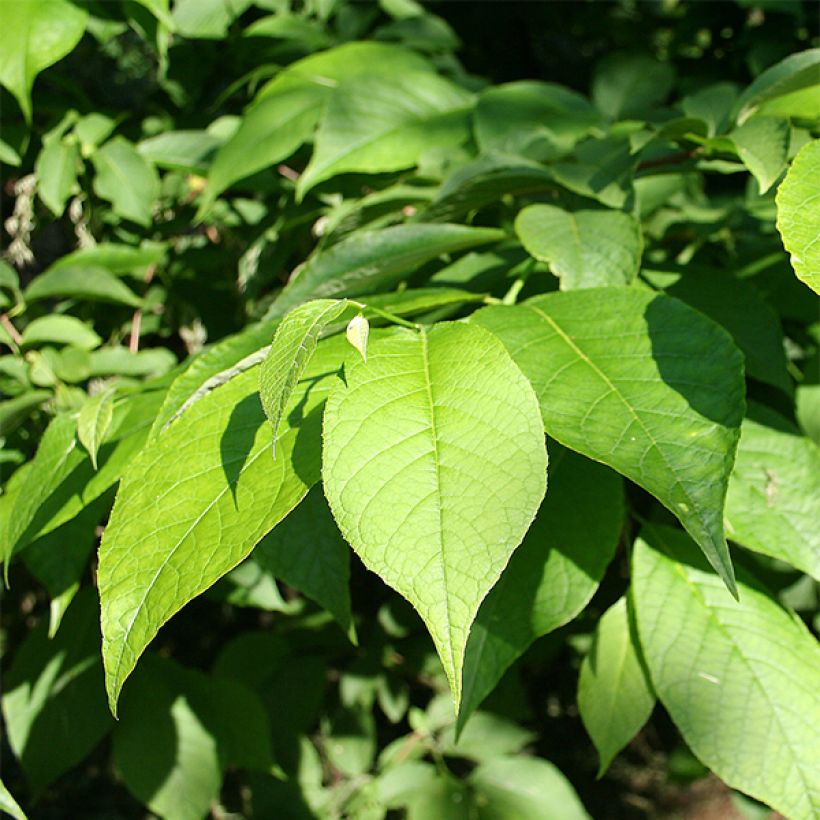 Pterostyrax hispida - Flügelstorax (Foliage)