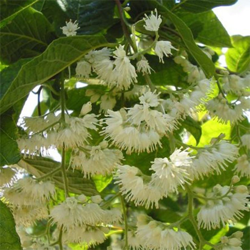 Pterostyrax hispida - Flügelstorax (Flowering)