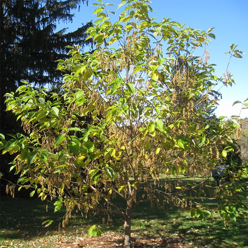 Pterostyrax hispida - Flügelstorax (Plant habit)